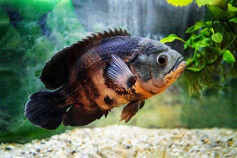 Best Cichlid Foods For Color Growth And Health 2021