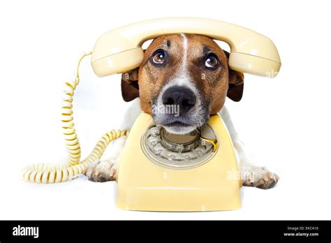 Dog Phone Call Stock Photo Alamy