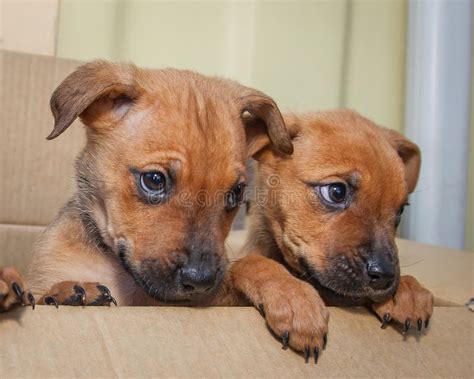 Brown Ten Week Old Puppies Looking For A New Home Stock Photo Image