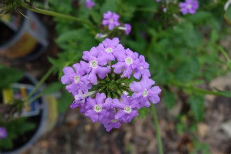 Photo Of The Bloom Of Tampa Mock Vervain Verbena Tampensis Posted By
