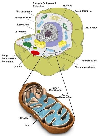 Biologi Topi Biru Mitokondria