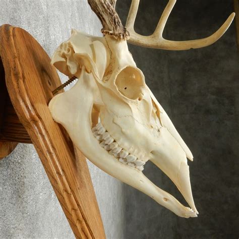Whitetail Deer Skull And Antlers European Mount For Sale