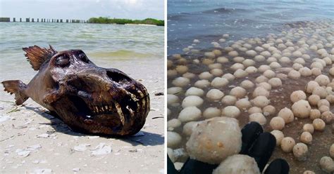 25 Of The Strangest Things To Wash Up Onto The Beach