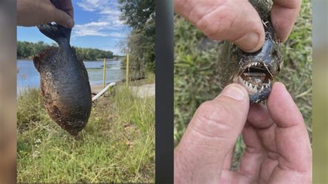 Piranha Caught In North Carolina Lake Wwaytv3