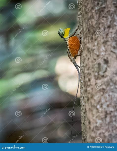 Draco Volans The Common Flying Dragon On The Tree In Tangkoko National