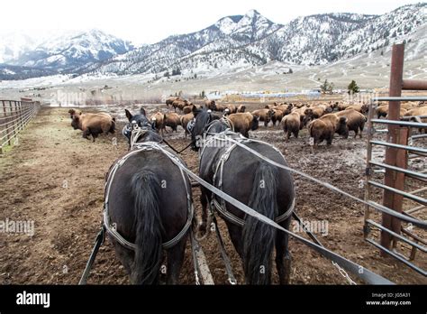 A Horse Drawn Cart Corrals A Herd Of American Bison At The Yellowstone