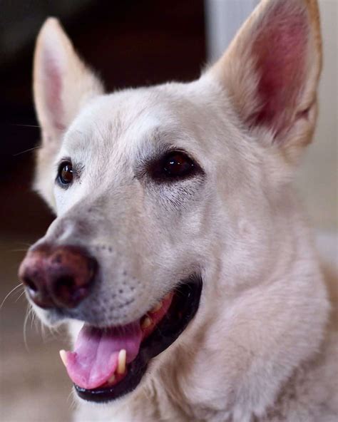The Ultimate Guide To The White German Shepherd K9 Web