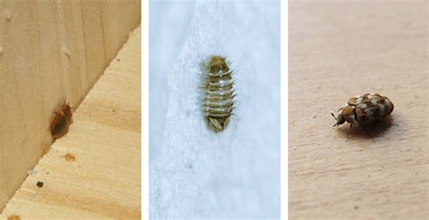 How To Tell The Difference Between Bed Bugs And Carpet Beetles Carpet