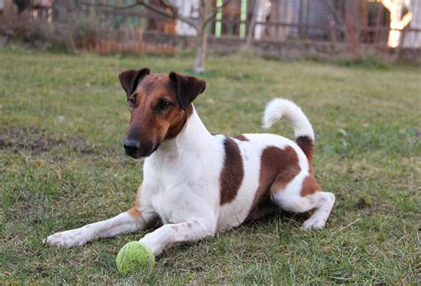 Smooth Fox Terrier Dog Breed Everything About Smooth Fox Terrier