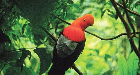 Conoces el Parque Nacional Tingo María VIAJES PERU COM