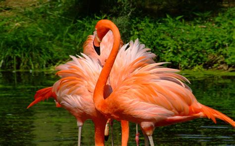Two Orange Flamingos With Beautiful Feathers Desktop