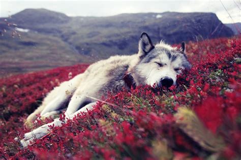 Wolf And Flowers Wallpaper For Android Iphone And Ipad