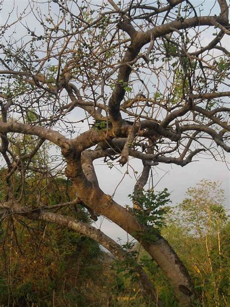 Juans Garden Sineguelas Tree