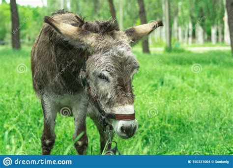 Sad Tortured Donkey On A Leash On The Background Of Green Grass Close