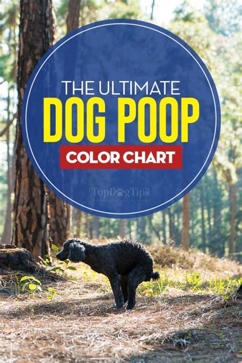 Dog Poop Color Chart With Pictures The Guide To What It All Means