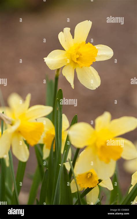 Yellow Daffodil Close Up In Nature Close Up Stock Photo Alamy