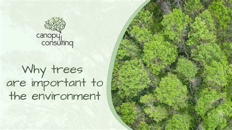 Why Trees Are Important To The Environment Canopy Consulting