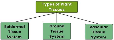 The Tissue System Epidermal Ground And Vascular Biology Class 11