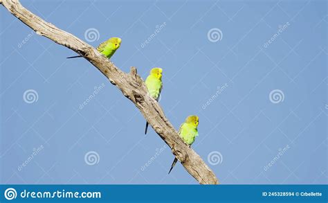 Three Budgies In A Tree At Kings Canyon Stock Photo Image Of