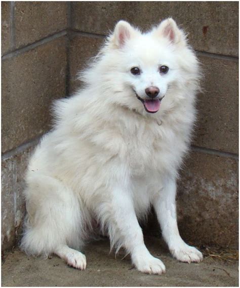 American Eskimo Dog Breeders Facts Pictures Puppies Rescue