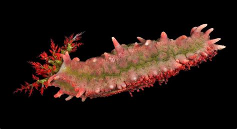 Warty Pink Sea Cucumber Colochirus Quadrangularis Flickr