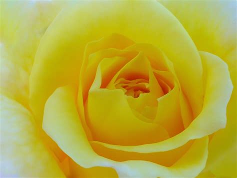 Romantic Rose By Susan Chan 500px Romantic Roses Rose Yellow Flowers