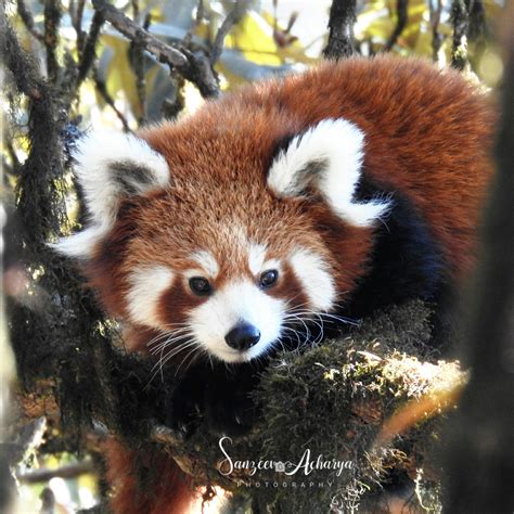 Red Panda In Nepal