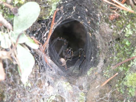 American Funnel Web Spider Agelenopsis Spp
