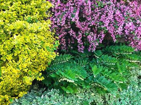 10 Flowering Shrubs To Make Your Landscape Pop Lawnstarter
