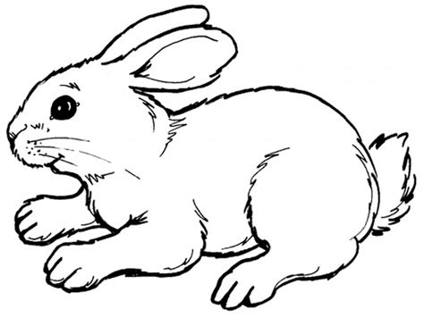 Free Printable Rabbit Coloring Pages For Kids Animal Place