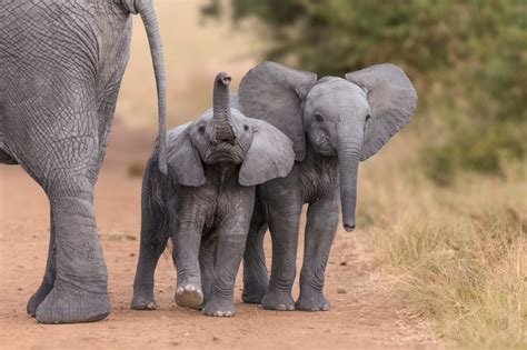 Zimbabwe Wildlife Activists Try To Prevent Baby Elephants