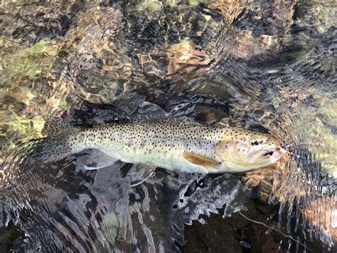 Apache Trout Fulling Mill Blog