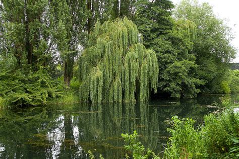 Green Trees On Body Of Water · Free Stock Photo