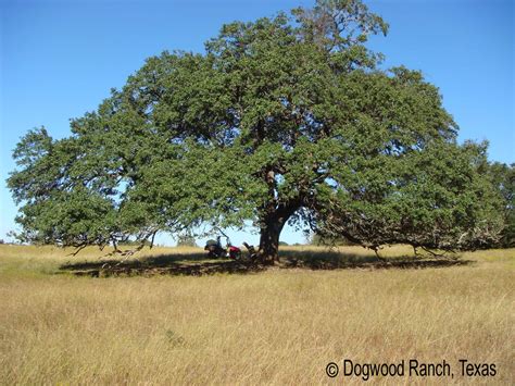 Speaking From The Ranch Mighty Live Oak Trees