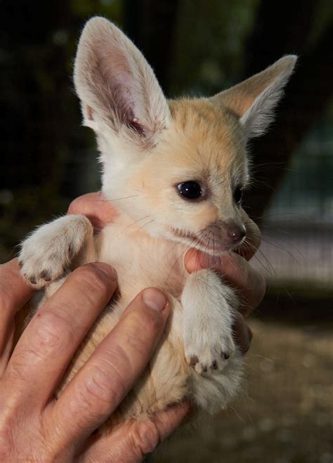 Whether you get a cash offer through zillow offers® or choose to sell traditionally, we can help you navigate a successful sale. Fennec Fox Animals For Sale | Utah 210, UT #276871