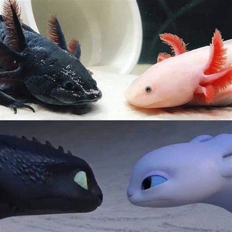 Axolotls Look Like Dragons — King Community