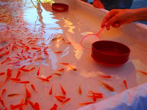 Kingyo Sukui Goldfish Scooping 金魚すくい 金魚掬い Kingyo Sukui Flickr