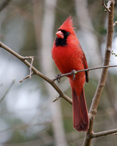 Kentucky State Bird Northern Cardinal