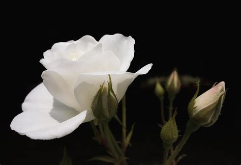 White Rose Black Background Photograph By Matthias Hauser