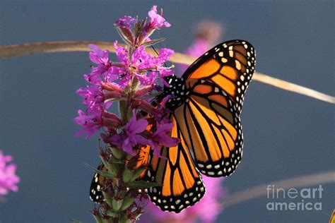 Monarch Butterfly On Wildflower Photograph By Brian Baker Fine Art