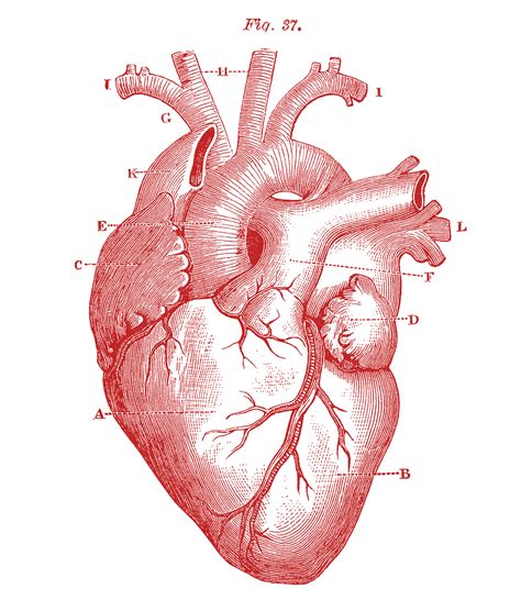Royalty Free Images Anatomy Heart GraphicsFairy Red1 Wenatchee Valley