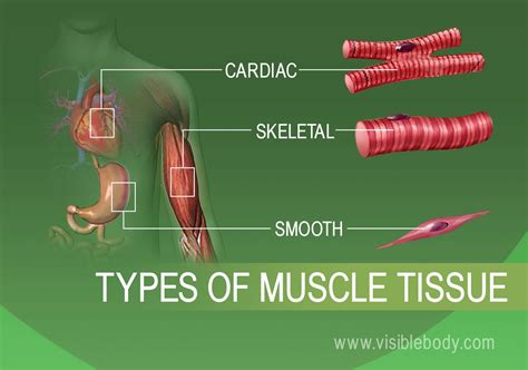Each organ or muscle consists of skeletal in some muscles the fibers are parallel to the long axis of the muscle; Visible Body Learn Site