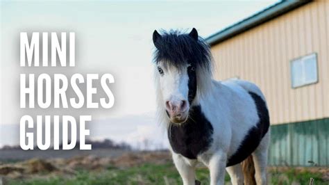 Miniature Horses 101 Everything You Need To Know Youtube