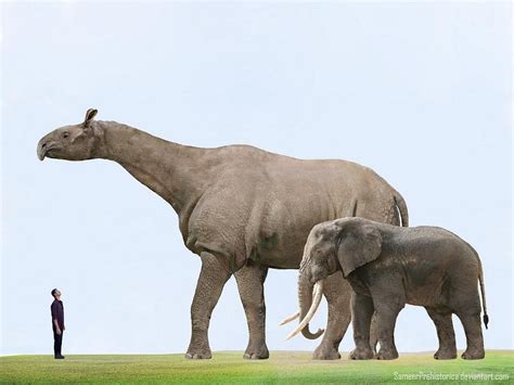 Largest Elephant Species Ever Repro