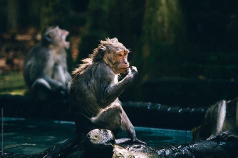 Monkeys Taking A Bath In A Fountain In Sangeh Bali Indonesia By Stocksy Contributor
