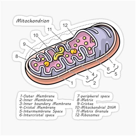 Mitochondrion Cell Biology Diagram Sticker By Taylorcustom Redbubble