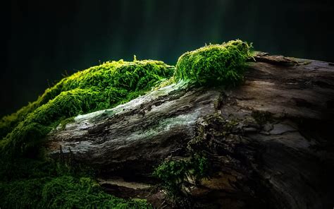 Moss Full Hd Wallpaper And Background Image 1920x1200 Id557353