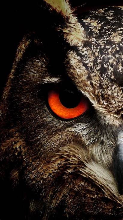 Night Owls Wallpapers Owl Cave