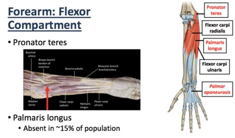 Forearm Myology Anterior Compartment Flashcards Quizlet