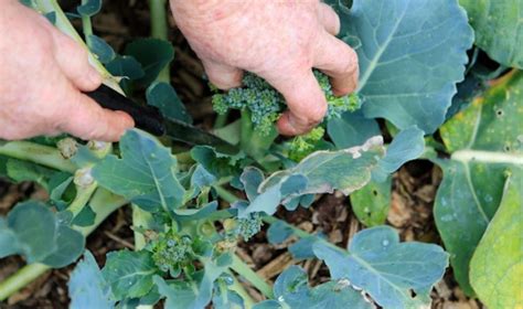 How To Grow Broccoli From Seeds To Harvest The Whoot